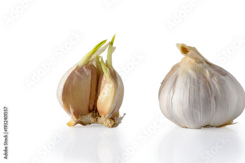 Garlic Bulb with Cloves Isolated on White Background with Copy Space