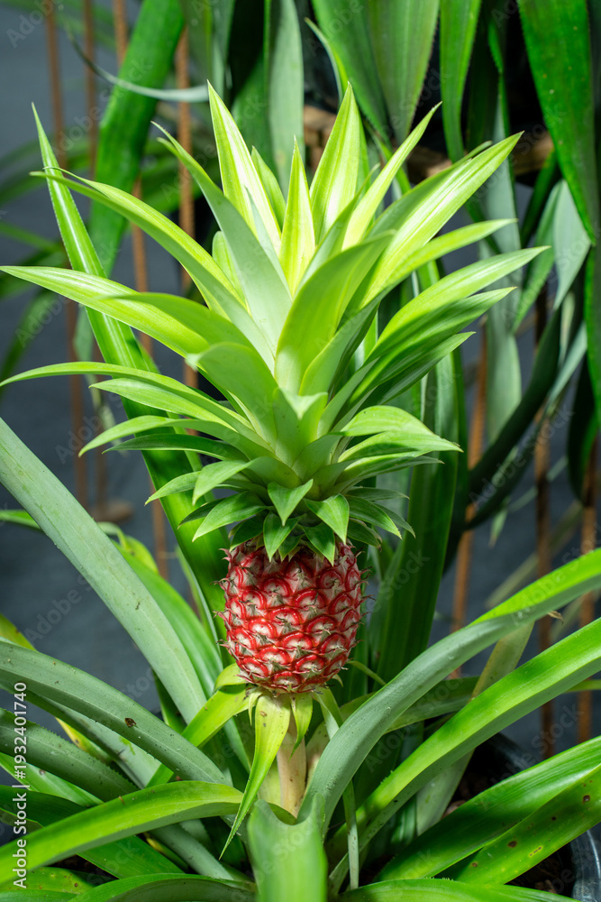 Obraz premium Close-up of a vibrant red pineapple fruit growing on its plant with sharp green leaves. Rare exotic tropical fruit in a garden, ideal for nature, agriculture, and organic food concepts.