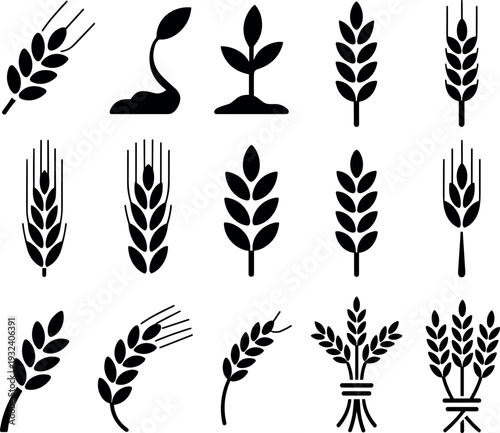 Collection of wheat ear silhouettes and grain plant icons set, agricultural cereal crop symbols, harvest farming elements, wheat spike bundle illustrations isolated on white background
