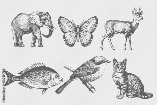 Vintage engrave isolated black Butterfly, Elephant, Deer, Bird, Fish, Cat set illustration ink sketch. American grizzly background asian animal silhouette vector art. Eps 10