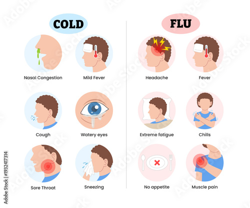 Cold and Flu symptoms infographic with icon. educational medical poster design healthcare. Labeled nasal congestion, mild fever, cough, watery eyes, sore throat, sneezing, headache, fatigue, chills.