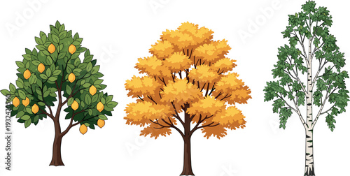 Set of different trees including lemon fruit tree, autumn foliage tree and birch tree isolated botanical nature vector illustration collection