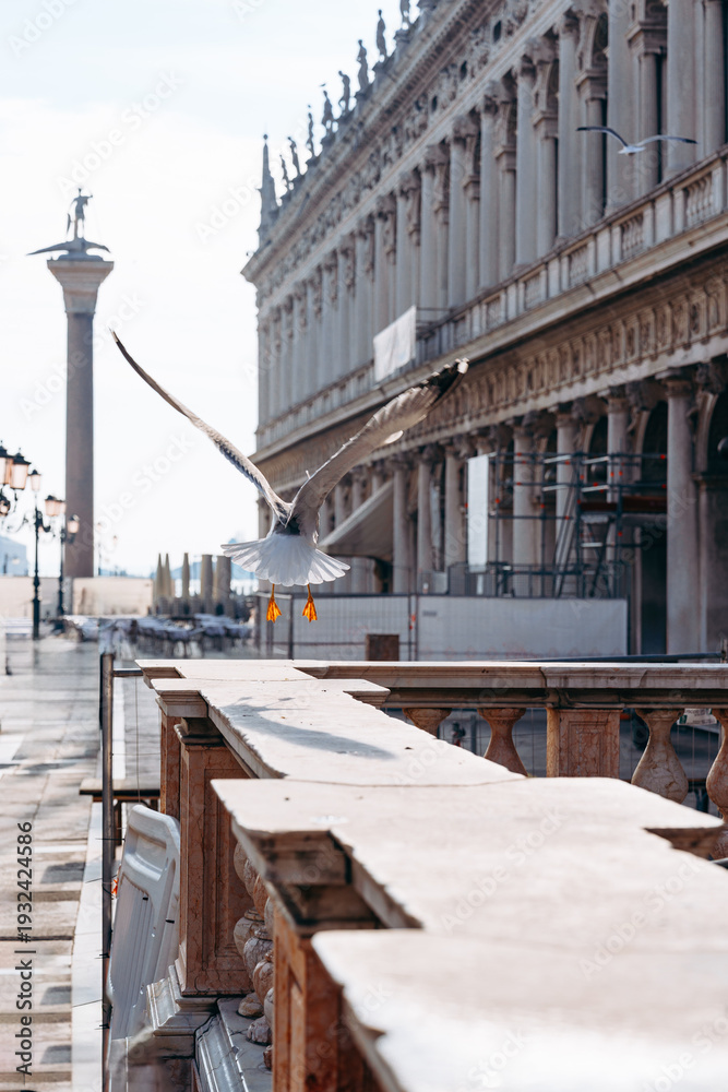 Fototapeta premium Seagull flying near historic buildings in Venice during the daytime