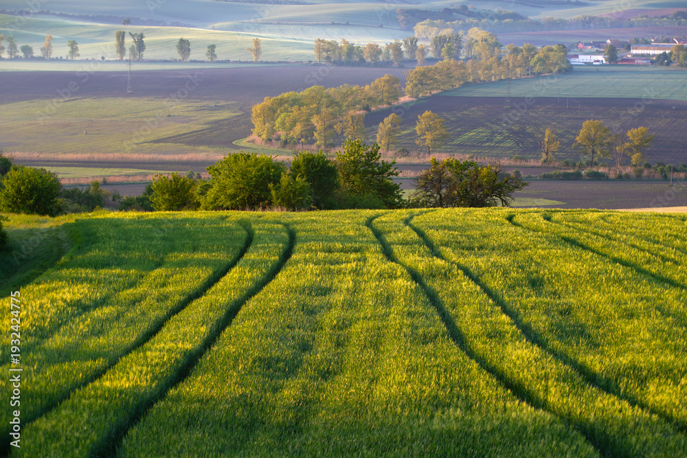 Obraz premium Gorgeous rural landscape with green sunny spring hills. South Moravia region, Czech Republic