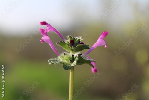 the green plant of Lamium amplexicaule or the Henbit deadnettle