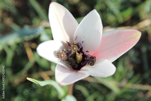 A Fly bee pollinating a Lady Tulip (Tulipa clusiana). 