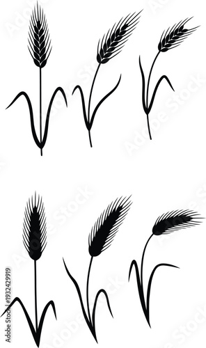 black silhouette of wheat ears on white background