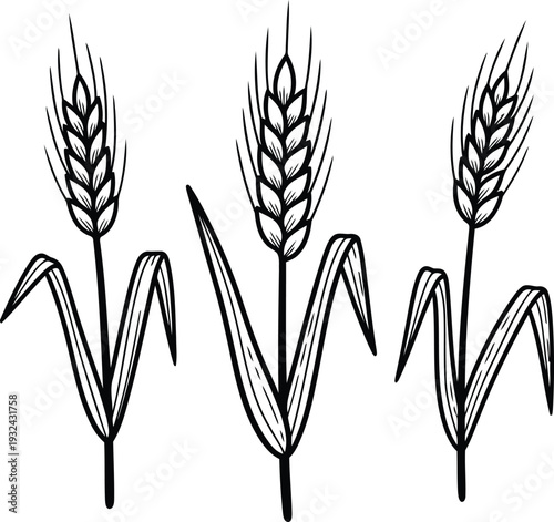 Three wheat ears with leaves illustration