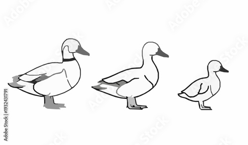Wild Duck Outline Icon Set Drake Female Duck Duckling Linear Vector Collection