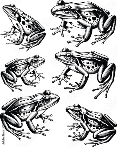 Six black and white frogs in various poses on white background amphibian