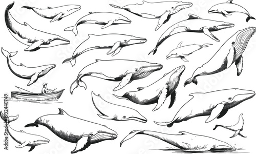 Detailed pencil of various whales and a small boat with a person whale pencil marine life