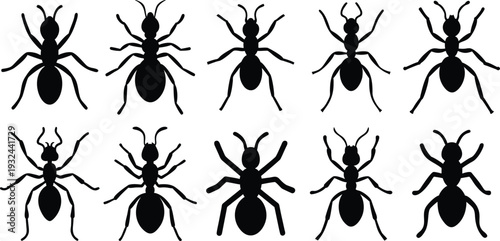 Group of Black Ant Insect Silhouettes on Clean White Background