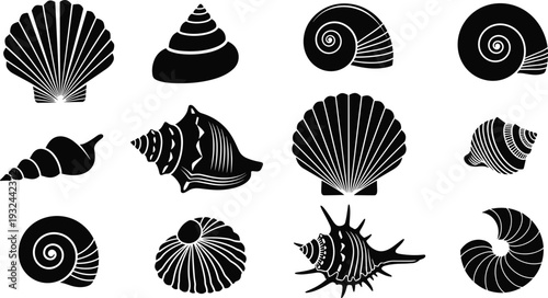 Seashell Vector Collection Featuring Spiral, Conical, and Fan-Shaped Marine Silhouettes for Ocean Art, Nature Patterns, and Coastal Design