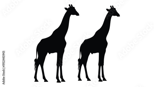 Two giraffes stand side by side in a black silhouette against a white background