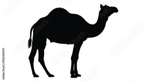 Silhouette of a dromedary camel standing in profile against a white background