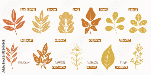 Illustration of various culinary herb leaves with descriptive labels