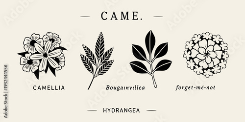 Floral botanical illustrations with names camellia bougainvillea hydrangea forget me not