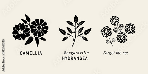 Floral illustration depicting camellia bougainvillea and forget me not flowers
