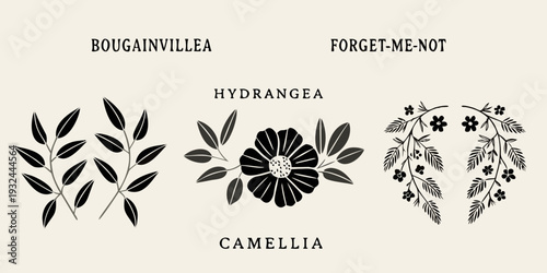 Botanical illustration featuring bougainvillea hydrangea forget me not and camellia