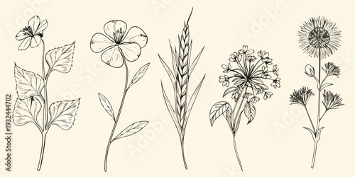 Vintage botanical illustration of various wildflowers and grasses