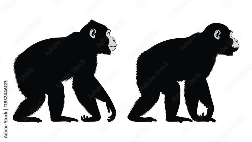 Fototapeta premium Silhouettes of two chimpanzees depicted in profile walking on all fours