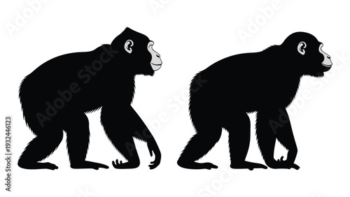 Silhouettes of two chimpanzees depicted in profile walking on all fours