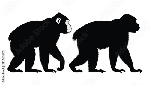 Two gorillas depicted in black silhouette facing opposite directions high quality