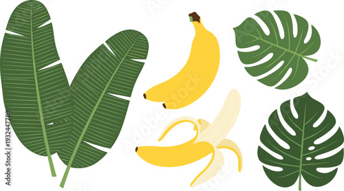 Tropical Illustration Set with Yellow Bananas, Large Green Banana Leaves, and Monstera Swiss Cheese Plant Foliage for Exotic Design