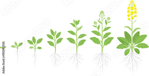 Plant Growth Stages Illustration Showing Seed Germination, Young Seedling, Leaf Development and Flowering Phase Isolated on White Background Botanical Vector Diagram