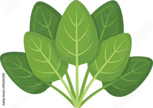 Stylized spinach leaves illustration in shades of green with detailed veins, healthy vegetable design concept for nutrition, culinary branding, gardening, and educational botanical resources.