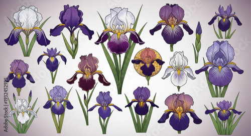 Collection of vibrant iris flowers showcasing diverse colors and intricate details, botanical beauty.