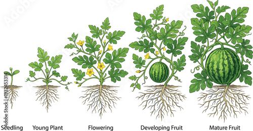 Watermelon Plant Growth Stages Illustration Showing Seedling, Young Plant, Flowering, Developing Fruit and Mature Harvest Cycle Isolated on White Background Vector