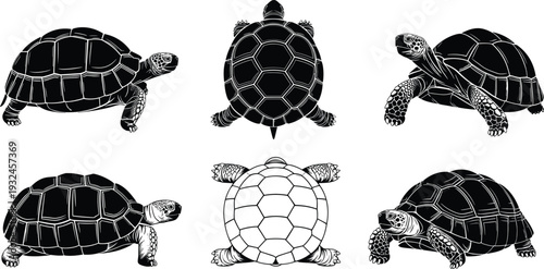 Detailed black and white tortoise illustrations showcasing diverse poses, shell patterns, and anatomical features for biological, educational, and artistic use