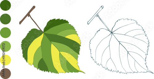 Set of hand-drawn green-yellow autumn lime-tree leaves on transparent background. Flat and line styles vector illustrations and color palette