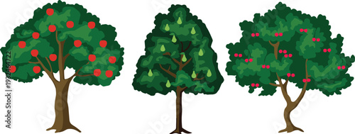 Apple, pear and cherry fruit trees illustrations isolated on white background, orchard garden vector collection design set