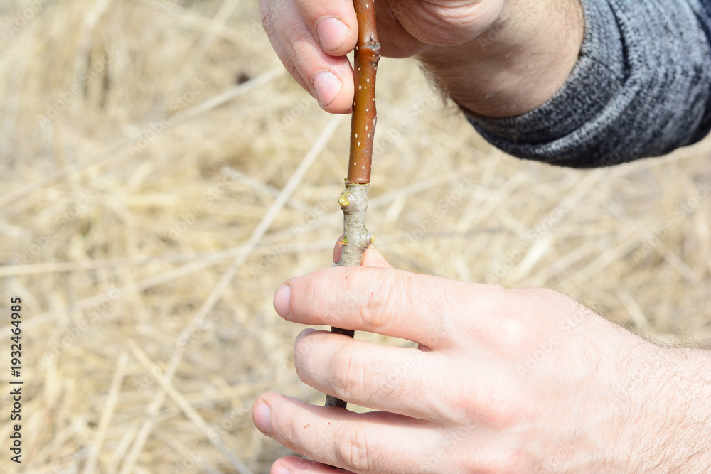 Fototapeta premium Rootstock for grafting pear tree in gardener hands