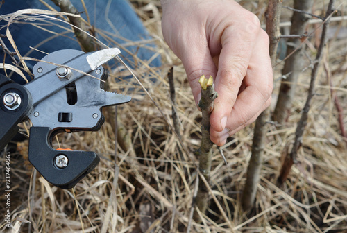 Foto Gardener is cutting a scion for grafting with a professional grafting tool, grafting knife