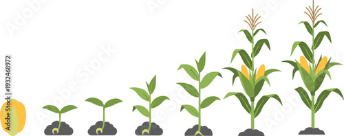 Corn plant growth stages vector illustration, maize development process from seed to mature crop isolated on white background infographic design