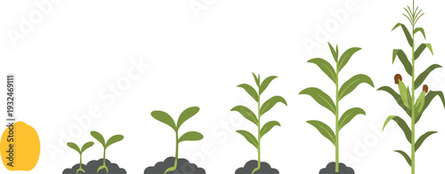 Corn plant growth stages vector illustration, maize life cycle from seed sprout to mature crop isolated on white background