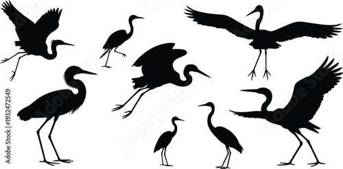 Collection of heron bird silhouettes in flying and standing poses isolated on white background, wildlife nature illustration set
