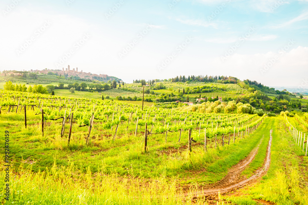 Obraz premium View from the vineyards of the skyline of San Gimignano in Italy.