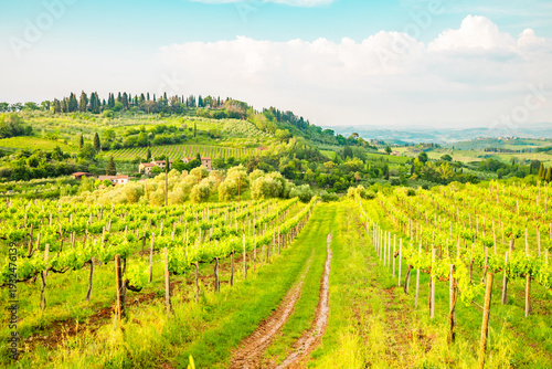 View from the vineyards of the skyline of San Gimignano in Italy.