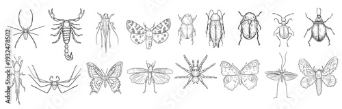 Hand drawn vector linear collection of various insects. Set of different bugs and butterflies black white illustrations hand painted. Outline drawing for entomology, biology, or nature themed design.