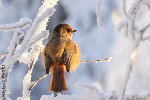 Adorable and fluffy northern bird species, Siberian jay, Perisoreus infaustus perched on a snowy branch on a sunny but cold winter morning in Northern Finland, Europe
