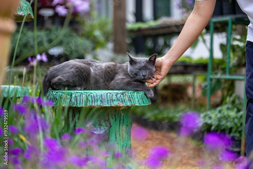 Photography People is scratching lovely cute korat grey stray cat for pet owner and animal c