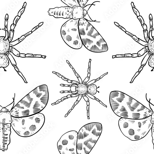 Moth tarantula outline black white vector seamless pattern. Halloween print with creepy animals hand drawn. Nocturnal butterfly and spider on repeat graphic print. Beetles monochrome background.