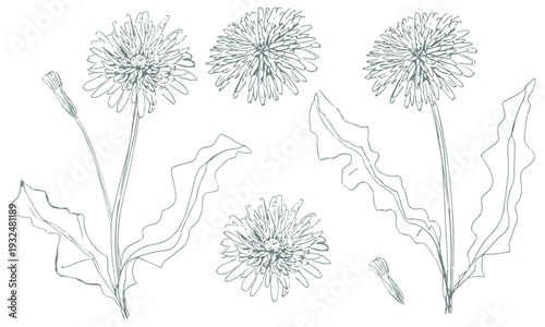 シンプルなたんぽぽの手書きラインアート