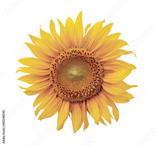 isolated sunflower on white background, close-up.