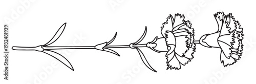 Elegant monochrome line drawing of a fresh carnation flower stem with multiple blossoms, ideal for botanical themed graphic projects, greeting cards, or a distinctive floral emblem.
