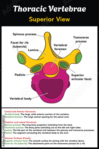 Thoracic Vertebrae, superior view Diagram